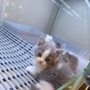 멍벤져스 이미지