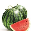 수박(서과) 특징, 잘 익은 수박 고르는 법 이미지