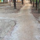 가나무로 이미지