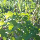 블랙커런트 아로니아 묘목입니다 이미지