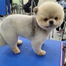 리치펫살롱 이미지