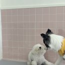 퍼피파파