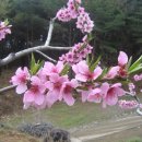 복숭아꽃 살구꽃 이미지