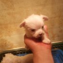 위드독스샵 이미지