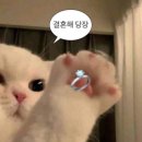 제이파파스튜디오 | 제이웨딩 200만원 스드메 추천: 김승연 플래너 솔직후기(개인 페이백 5만원)