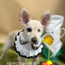 러블리펫샵 이미지