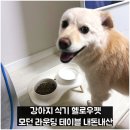 헬로우펫 | 강아지 식기 헬로우펫 모던 라운딩 테이블 내돈내산