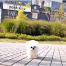 대전강아지분양고양이분양파라다이스펫