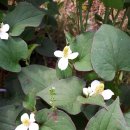 창포농장 이미지