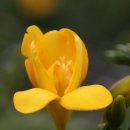 Freesia 후리지아꽃 이미지