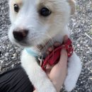 목욕하는 강아지 이미지