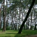 소나무숲 이미지