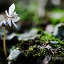 너도바람꽃 이미지