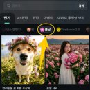 설렘,봄날의꽃 네이버블로그