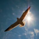 하늘마당-비상 이미지