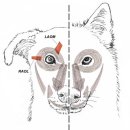 people puppy 이미지