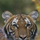 호랑이 PC 이미지