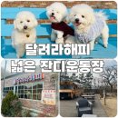 해피애견 | 충주 애견카페 운동장 '달려라 해피' ｜마요 체력방전 시킨 내돈내산 후기