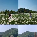 미원보건지소 | 청주 데이지 무료 장소 아직 알려지지 않은 곳 실시간 만개