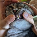 쿨펫 동물병원 동구점 | 울산 동물병원 추천 쿨펫동물병원 동구점 진료시간비용위치리뷰