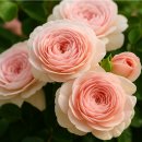 로즈향기 이미지