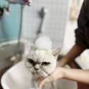 러브펫살롱 이미지