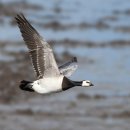 【흰뺨기러기 (Barnacle Goose)】 “조개삿갓기러기” 「목숨 건 추락」 이미지