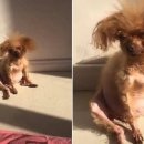 이불 속 댕댕이 이미지