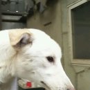 똥강아지 이미지