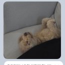 성신유치원 | 성북구강아지유치원추천, 뛰어놀고 탐색하는 놀펫 촉감놀이 데이🐾