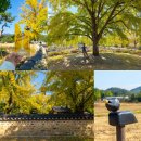 강아지마을2012 | 충남 보령여행 청라은행마을 축제