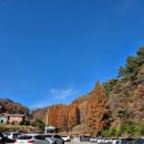 (주)화인 | 옥천 가을 단풍여행 메타세콰이어길 화인산림욕장 사진 꿀팁 방출