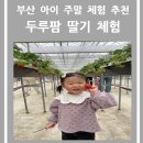 강서부산농장 | [체험 후기] 부산 딸기 체험 두루팜 농촌체험 농장 예약 방법 및 주차, 체험 방법 공유