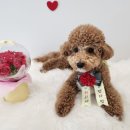 견생냥품 무인24시 안성 아양점 이미지