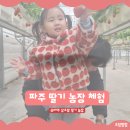 삼오농장 | 파주 삼오팜 딸기농장 5살아이와 함께, 내돈내산 체험 후기