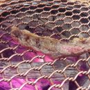 금성축산 이미지