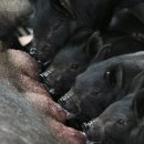 제주흑돼지 이미지