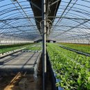 튼튼한우 농장 이미지