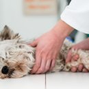 이동물병원 이미지