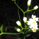 팔매숲공원 이미지