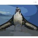 알바트로스 이미지