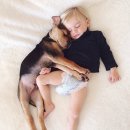 올리브 애견 이미지