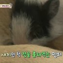 민지농장 이미지