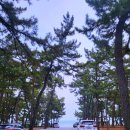 솔향기 | 강릉 글램핑 추천, 연곡해변 솔향기 캠핑장 강릉바다뷰 후기