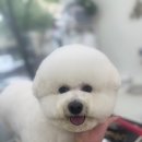 상아지네 네이버블로그
