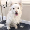 펫뷰티샵 페이보릿 이미지