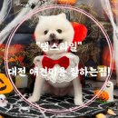 댕스타일 이미지