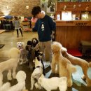 도그 어바웃 이미지