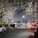 삼익비치타운아파트 | 부산 남천동 벚꽃 삼익비치 4월 6일 벚꽃길