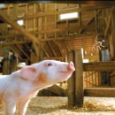 샬롯의 거미줄 이미지